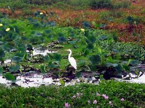 Paynes Prairie State Preserve::TripAdvisor