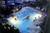 Sea Mist Resort Myrtle Beach::Expedia