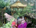 Magic Wings Butterfly Conservatory and Gardens