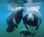 Manatee World::N/A
