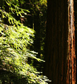 Hendy Woods SP