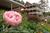 Glen-Ella Springs Inn::BedAndBreakfast.com