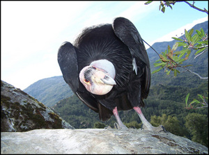Ventana Wildlife Society::Ventana Wildlife Society