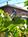 Pearlessence Vineyard Inn::BedAndBreakfast.com