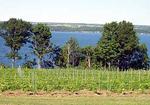 Cayuga Winetrail