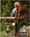 Parrot Jungle Island from Parrotjungle.com
