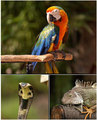 Parrot Jungle Island
