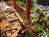 Emeraldview Guesthouse::BedAndBreakfast.com