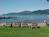 Flamingo Resort On Lake George::Travelocity.com