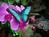 Magic Wings Butterfly Conservatory and Gardens from Magicwings.com