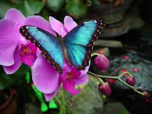 Web-blue_morpho11__70_