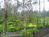Volcano Forest Inn::BedAndBreakfast.com