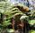 Volcano Village Lodge::BedAndBreakfast.com