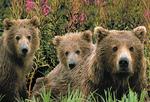 ALASKA TOUR & TRAVEL