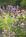 Monteagle Inn::BedAndBreakfast.com