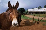 Moloka'i Mule Ride