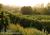 Hermann Hill Vineyard & Inn::BedAndBreakfast.com