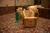 Radisson Plaza Warwick Hotel Philadelphia::ZoomAndGo