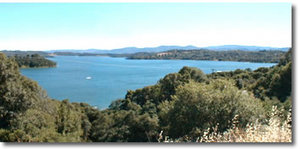 The Mendocino Tree::Lakemendocino.com