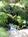 Enchanted Garden Suite::BedAndBreakfast.com