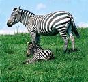 Fort Chiswell Animal Park