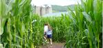 Cove-Run Farm Corn Maze