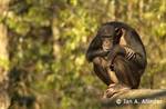 Tn-zoo-chimp323_t
