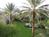JW Marriott-Las Vegas Resort & Spa::TripAdvisor