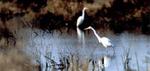 Blackwater National Wildlife Refuge