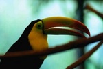 Audubon Zoo