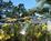 The Del Monte Pines::Hotels.com