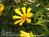 The Fig Tree::BedAndBreakfast.com