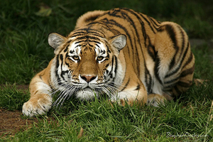 Web-sfzoo-tiger-prowl