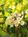 Mountain Laurel Inn::BedAndBreakfast.com