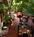 Pancho's Restaurant::OpenTable.com