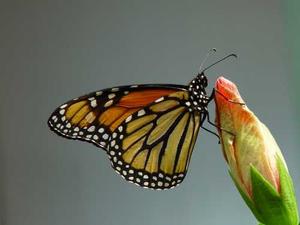 Web-monarch3