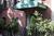Chelsea Pines Inn::PinkChoice