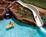 Kiahuna Plantation Resort::Orbitz
