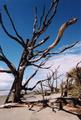 Bull Island
