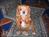 Country Club Bed and Breakfast::BedAndBreakfast.com