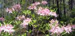 Chattahoochee River National Recreation Area