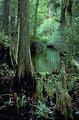 Jonathan Dickinson State Park