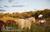 Whispers Ranch Bed and Breakfast::BedAndBreakfast.com