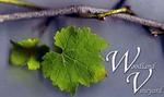 Woodland Vineyard Farm Winery