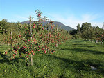 Tn-291593547_2e416fbdec_m