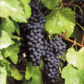 Tn-merlot_grapes