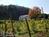 Fitch Claremont Vineyard Bed and Breakfast::BedAndBreakfast.com