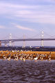 Tn-250px-chesapeake_bay_bridge