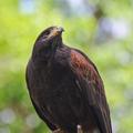 Tracy Aviary