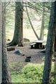 Tn-bluespruce2